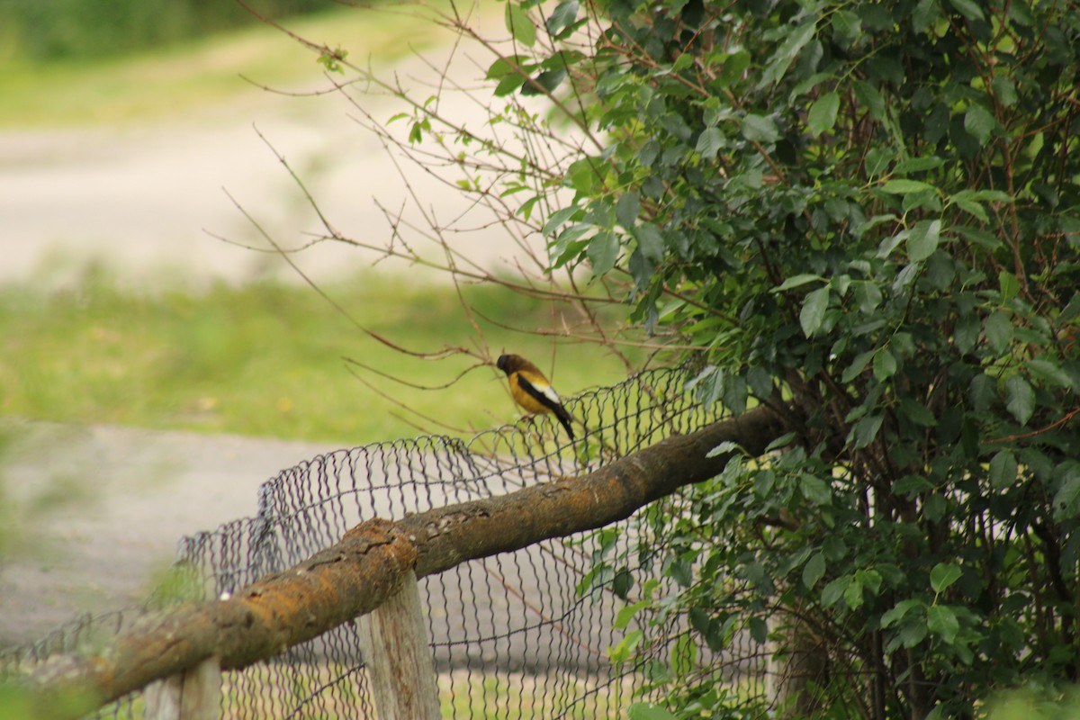 Evening Grosbeak - ML620399618