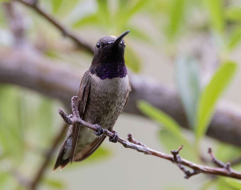 Black-chinned Hummingbird - ML620399627