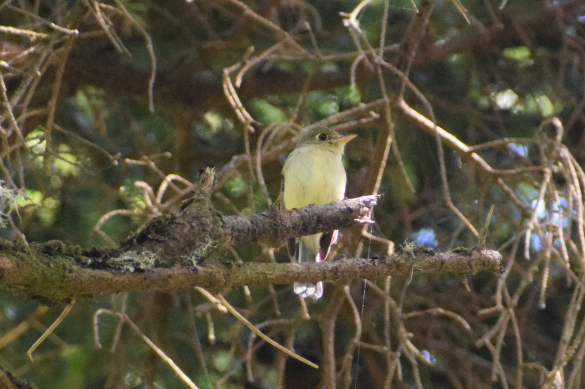 Western Flycatcher - ML620399636