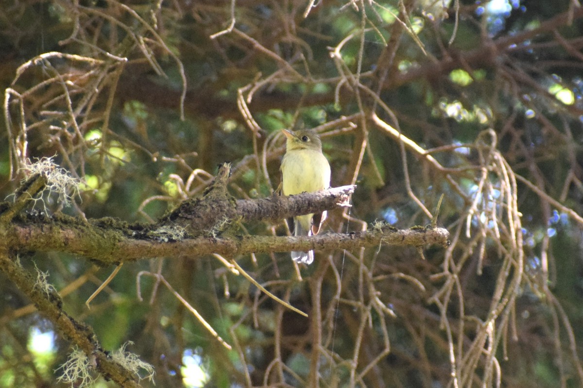 Western Flycatcher - ML620399637