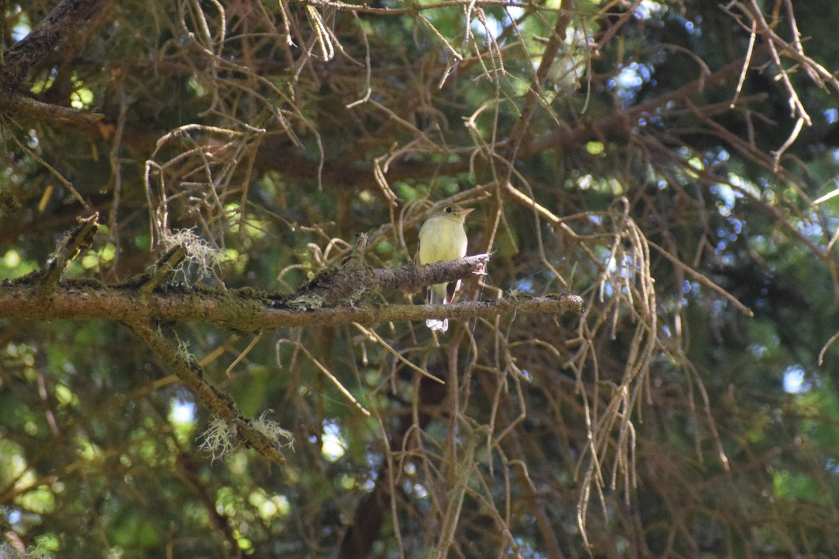 Western Flycatcher - ML620399638