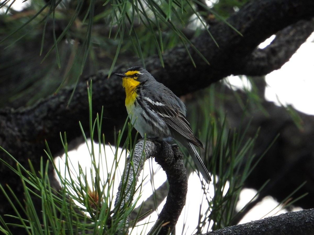 Grace's Warbler - ML620399644