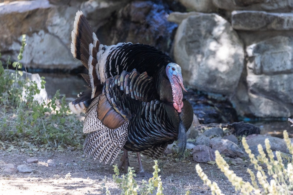 Guajolote Gallipavo - ML620399648