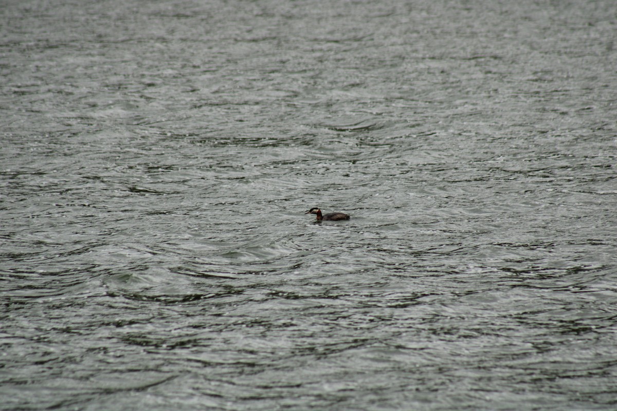 Red-necked Grebe - ML620399651