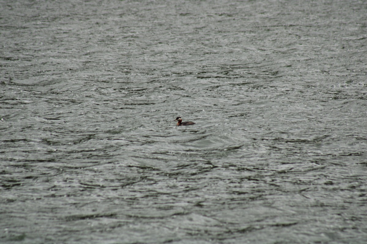 Red-necked Grebe - ML620399652