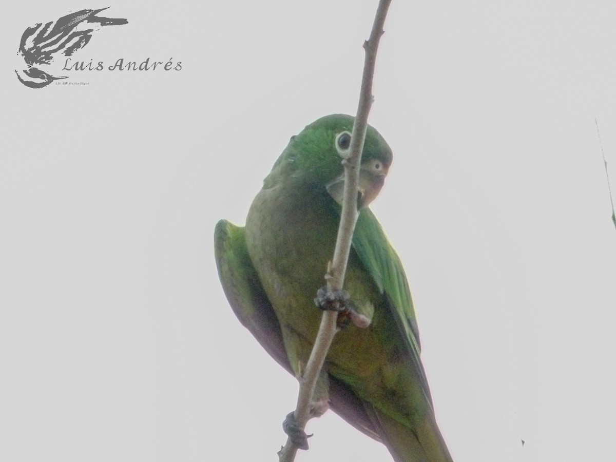 Olive-throated Parakeet - ML620399658