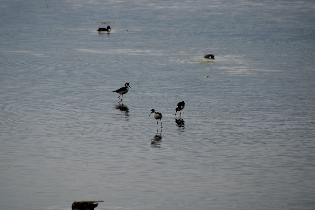 Black-necked Stilt - ML620399669