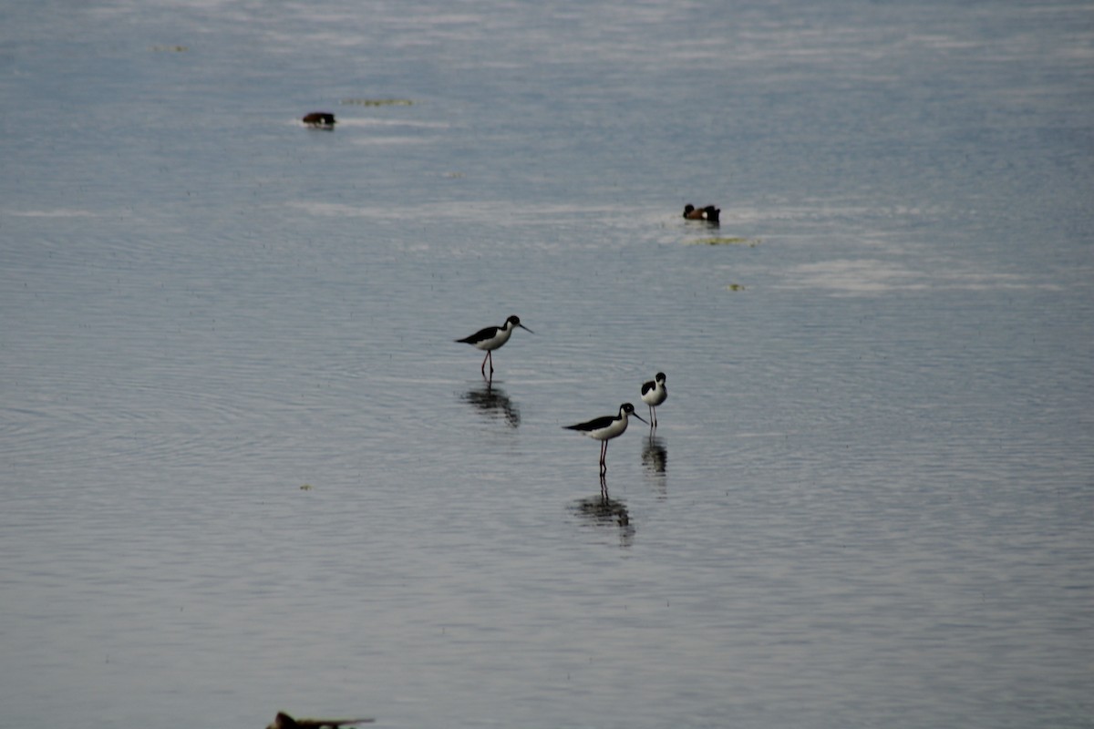 Black-necked Stilt - ML620399671