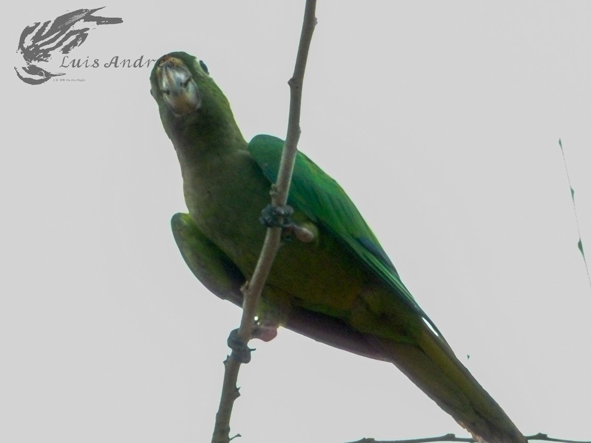 Olive-throated Parakeet - ML620399679