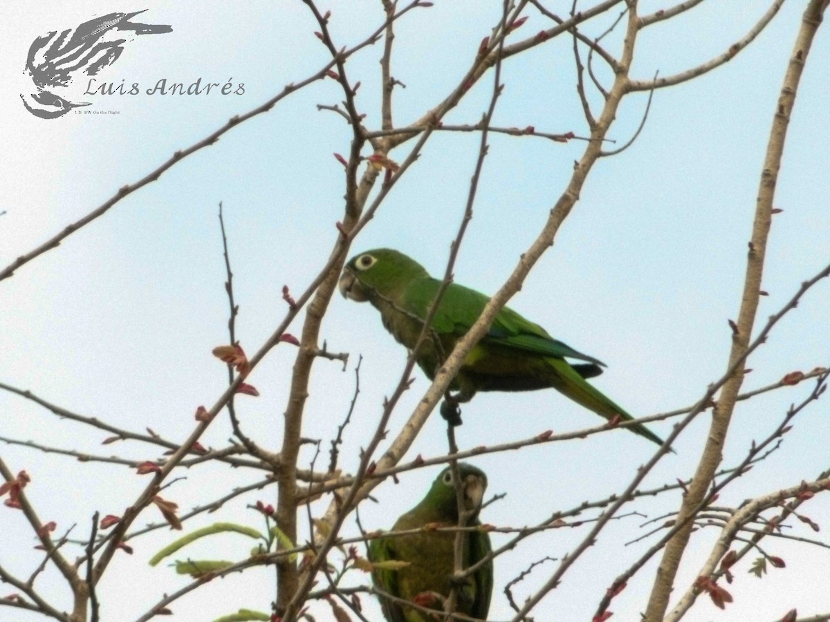 Olive-throated Parakeet - ML620399680