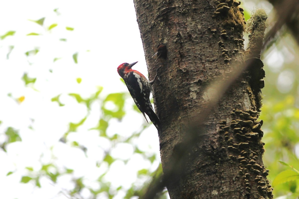 Red-breasted Sapsucker - ML620399682