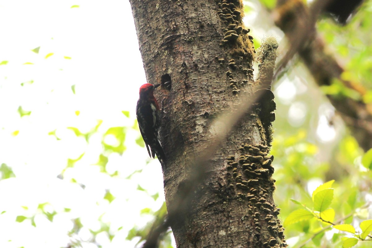 Red-breasted Sapsucker - ML620399683