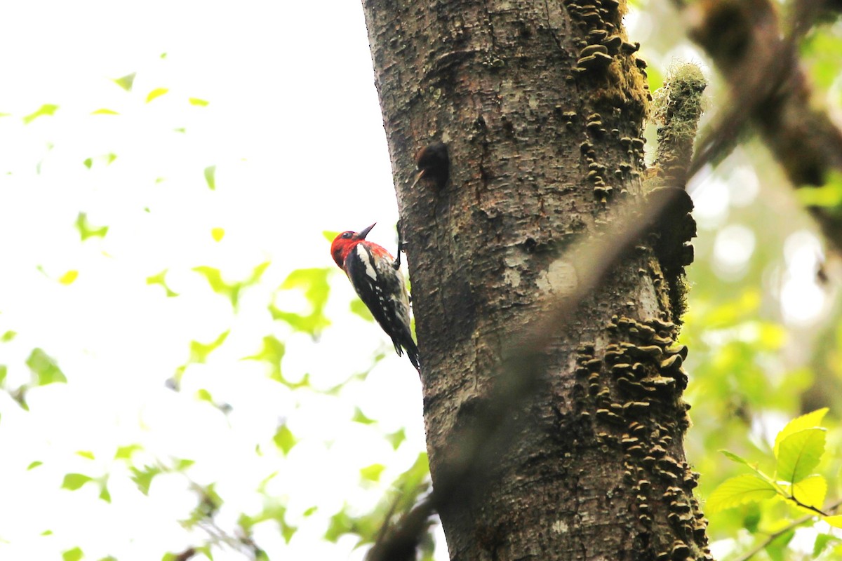 Red-breasted Sapsucker - ML620399684