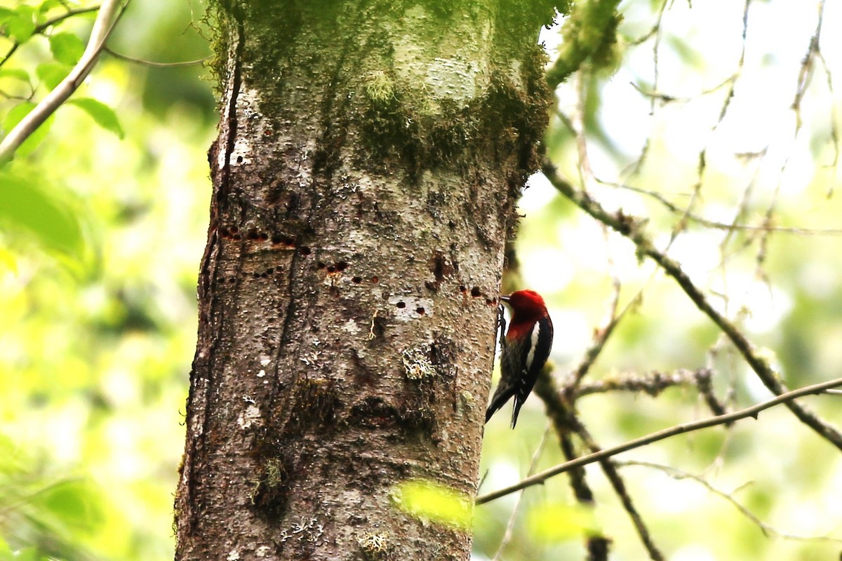 Red-breasted Sapsucker - Scott Kramer