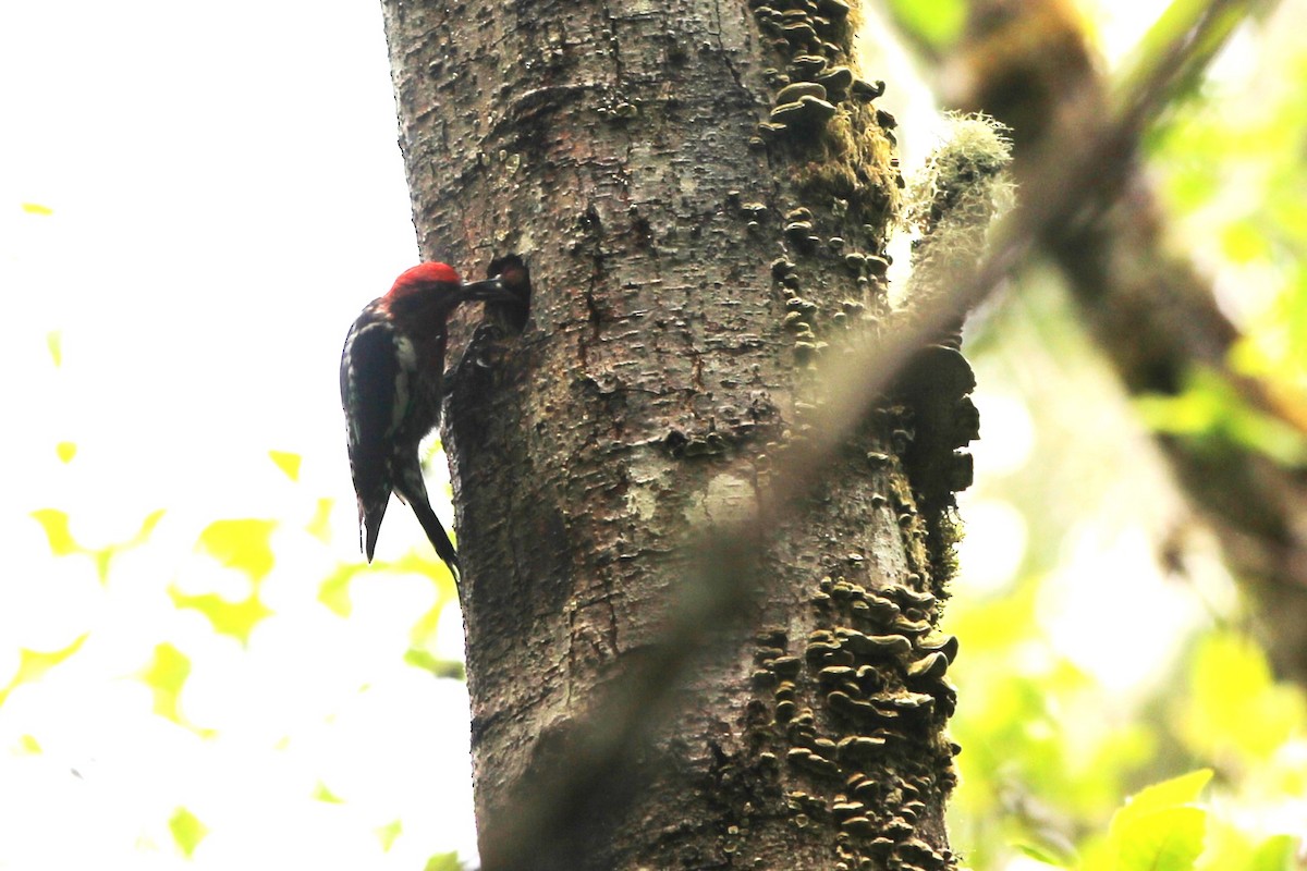Red-breasted Sapsucker - ML620399686