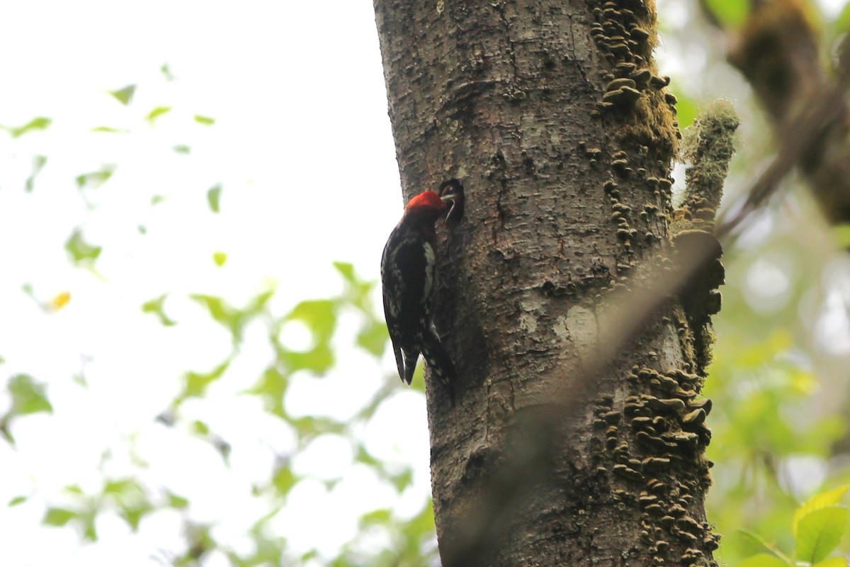 Red-breasted Sapsucker - ML620399687