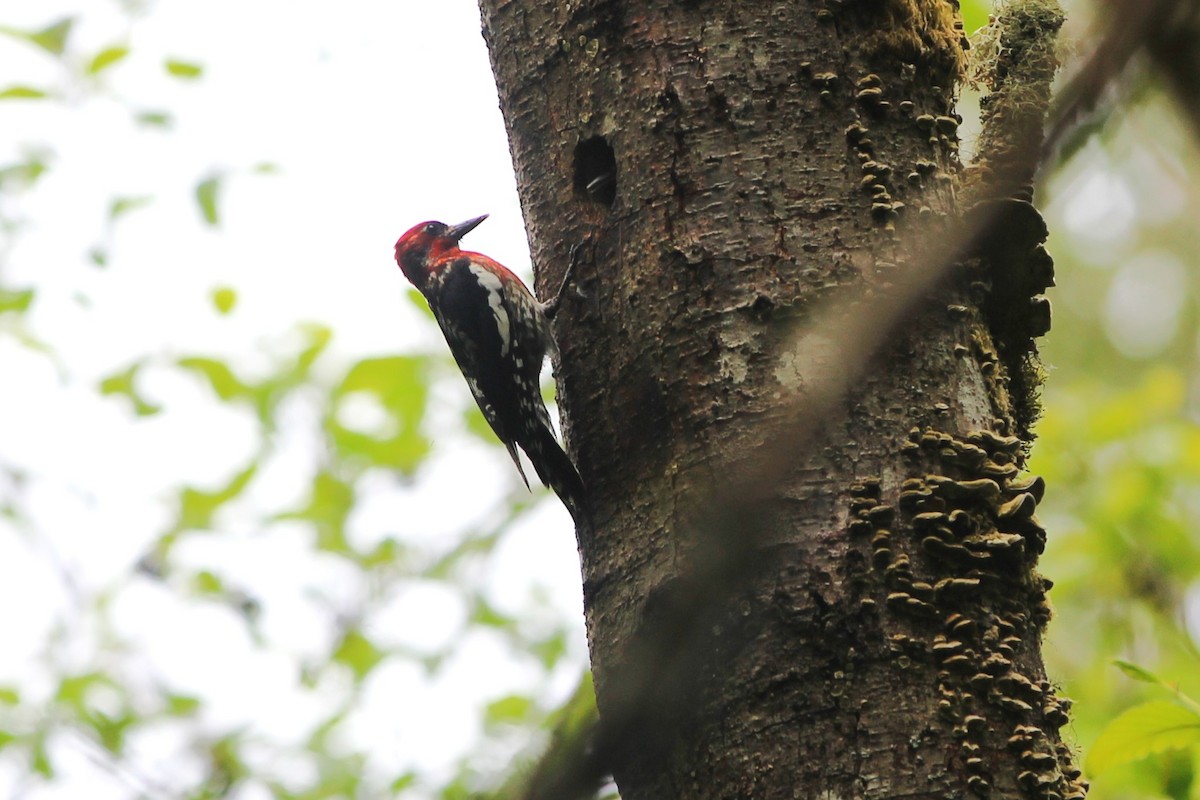 Red-breasted Sapsucker - ML620399688