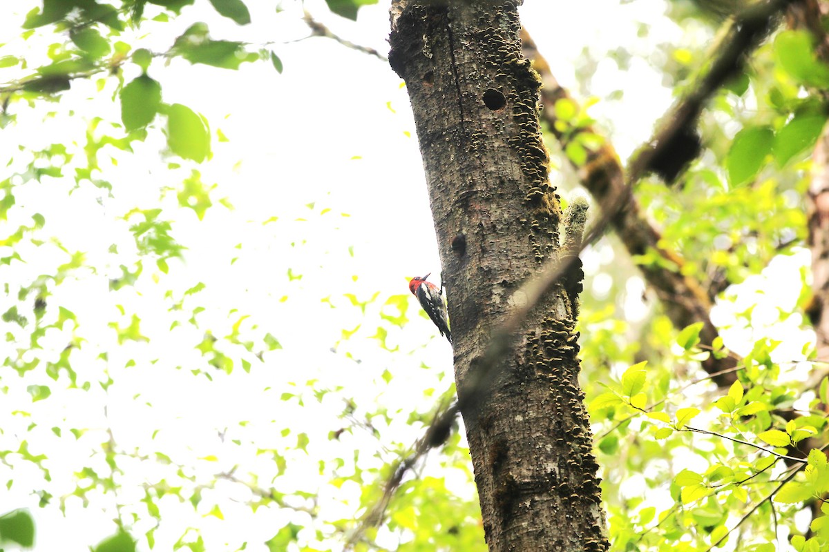 Red-breasted Sapsucker - ML620399689
