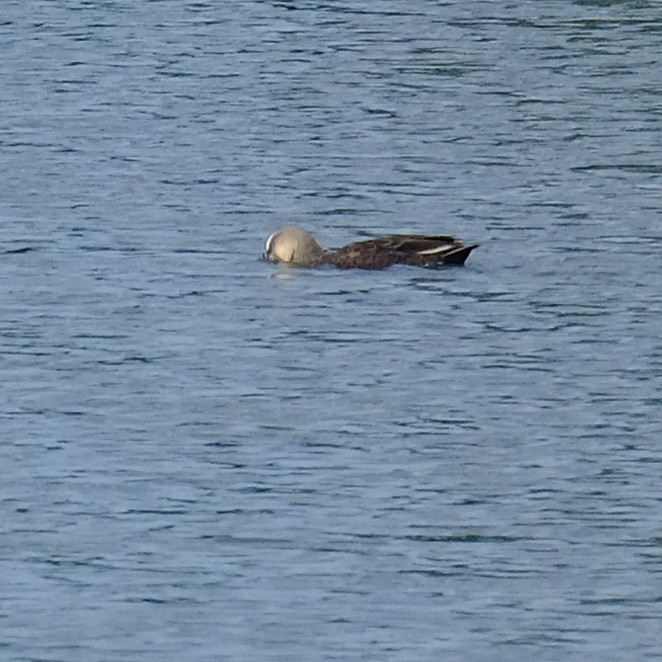 Eastern Spot-billed Duck - ML620399691