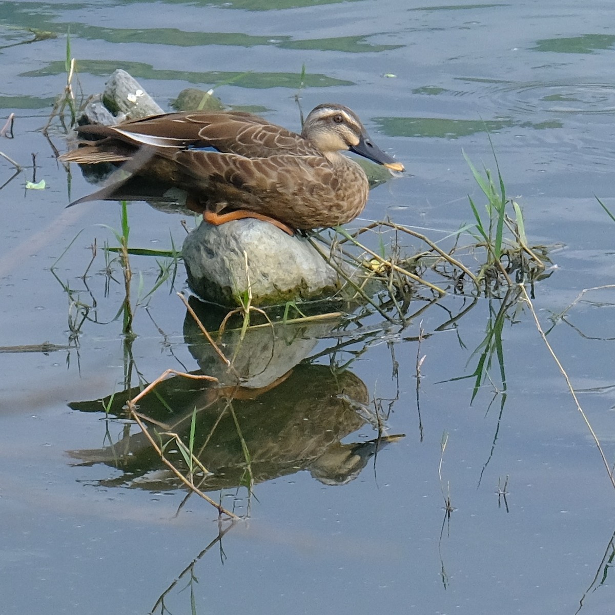 Eastern Spot-billed Duck - ML620399692