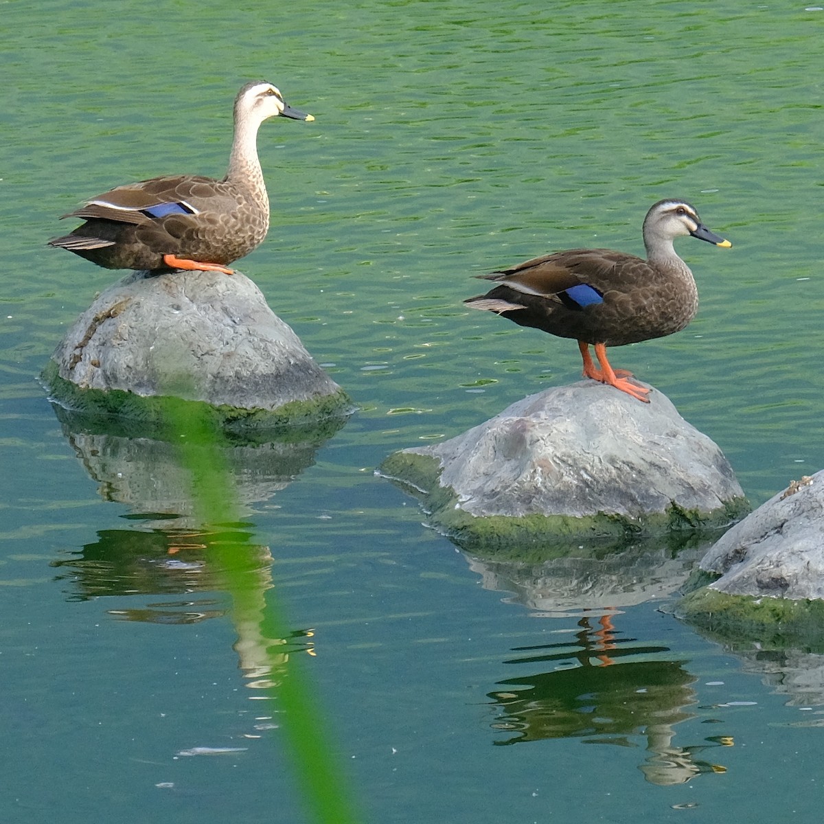 Eastern Spot-billed Duck - ML620399694