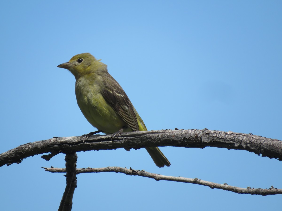 Western Tanager - ML620399697