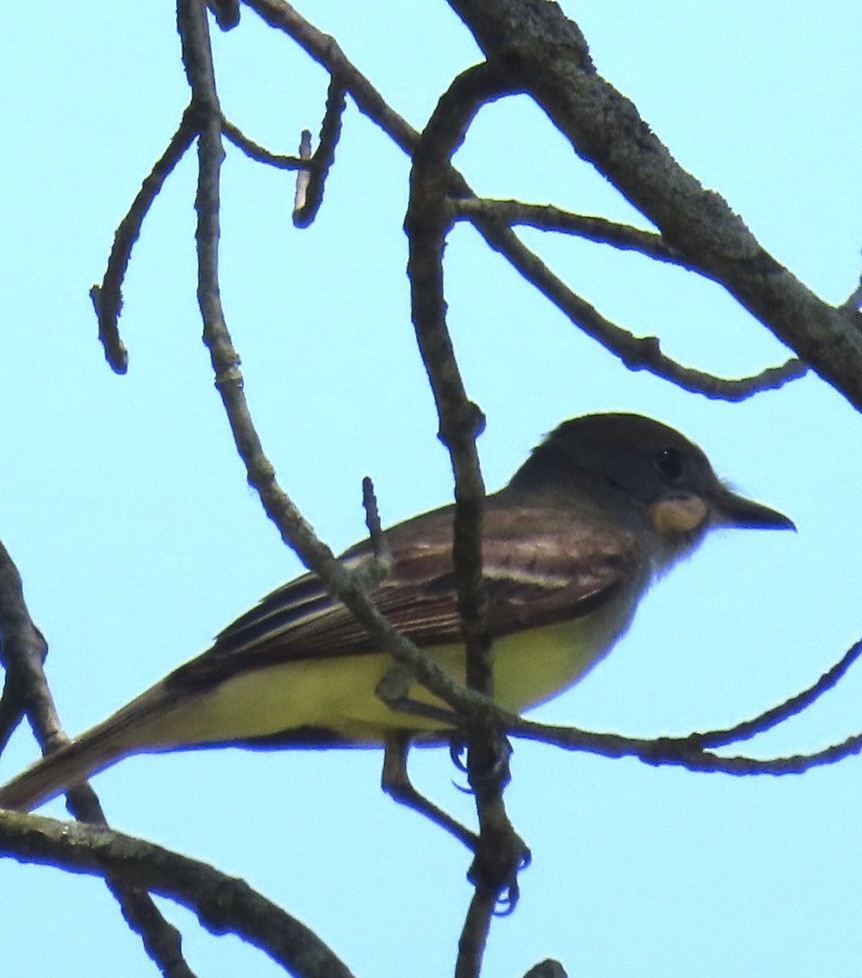 Great Crested Flycatcher - ML620399706