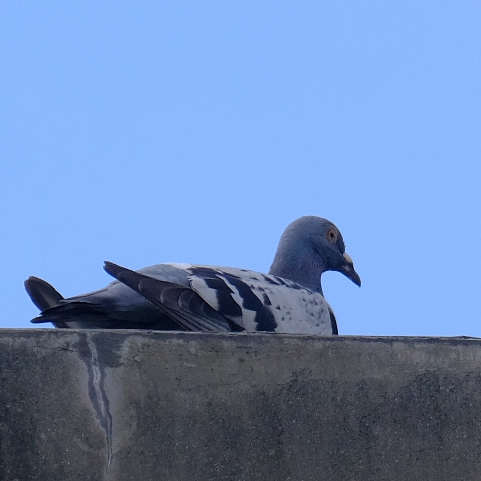 Rock Pigeon (Feral Pigeon) - ML620399709