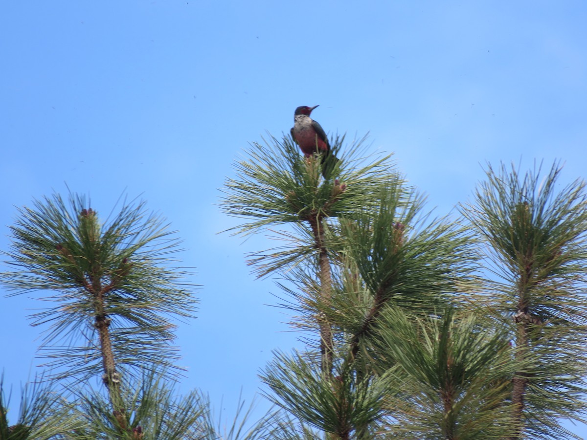 Lewis's Woodpecker - ML620399718