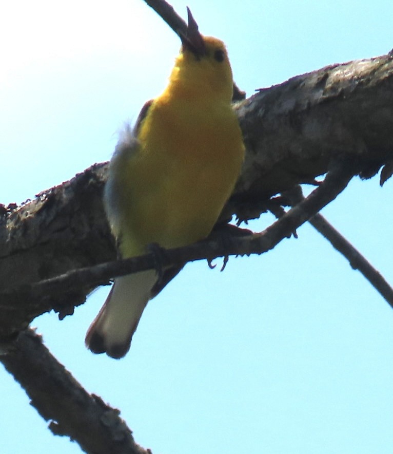 Prothonotary Warbler - ML620399726