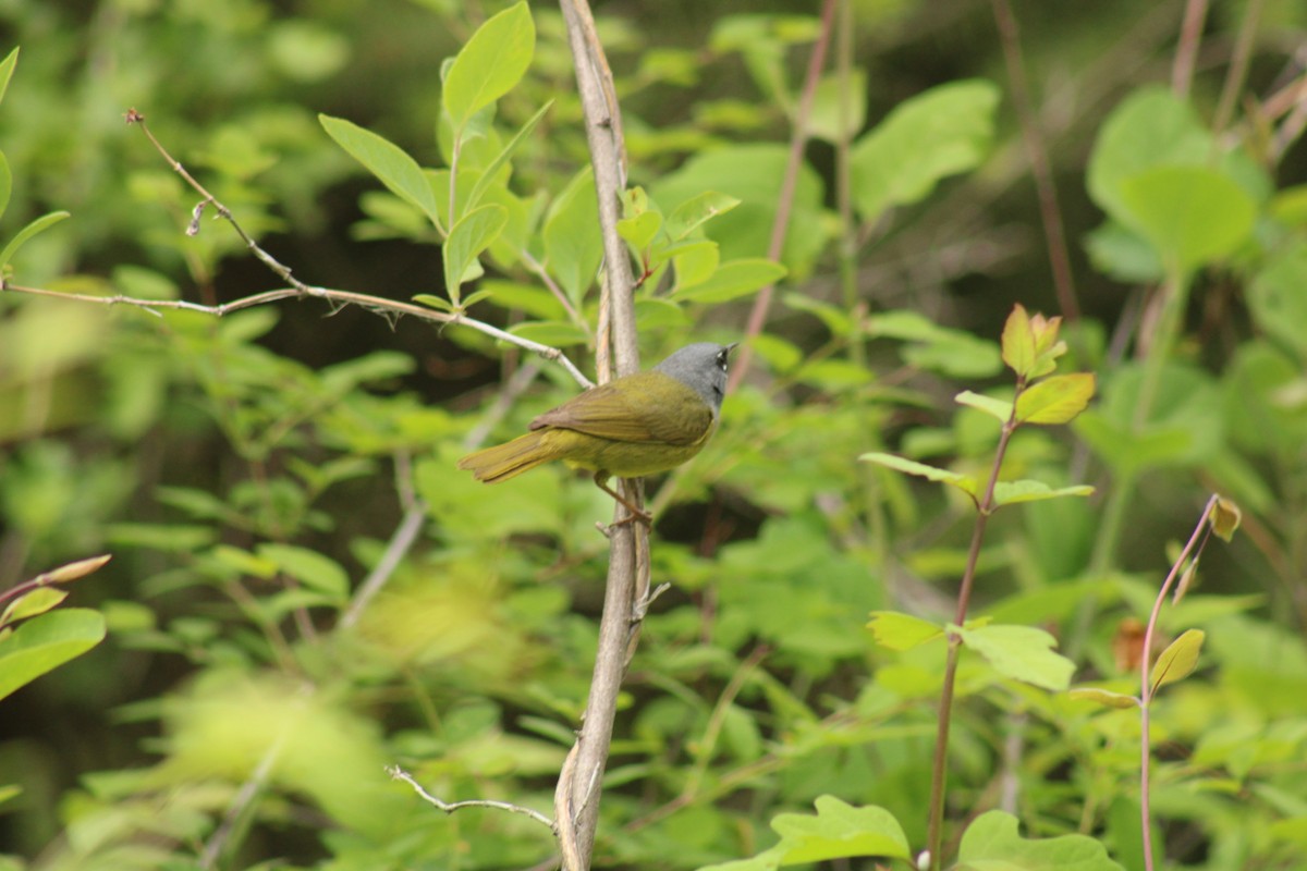 MacGillivray's Warbler - ML620399729