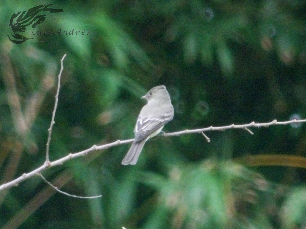 Eastern Wood-Pewee - ML620399734