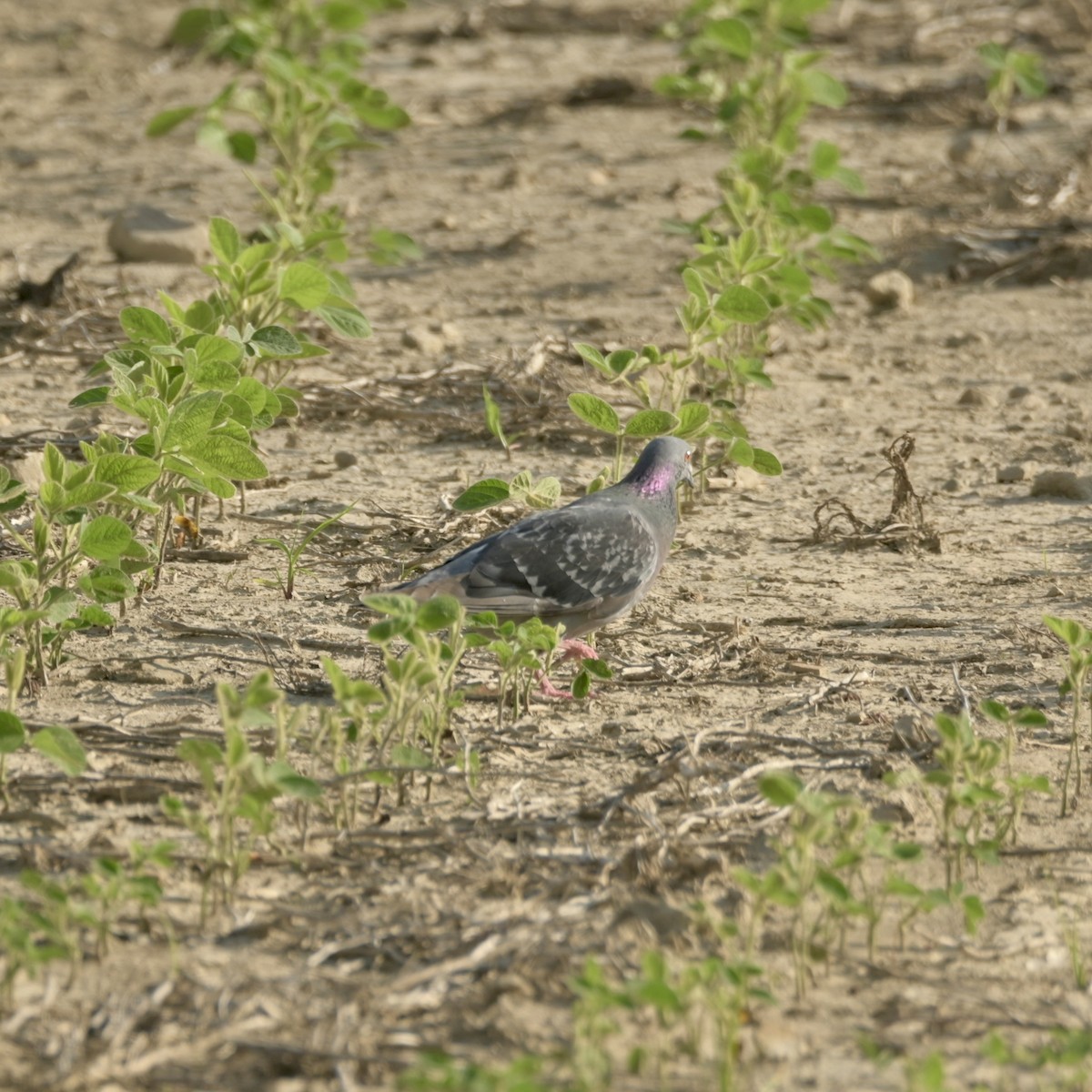 Rock Pigeon (Feral Pigeon) - ML620399735