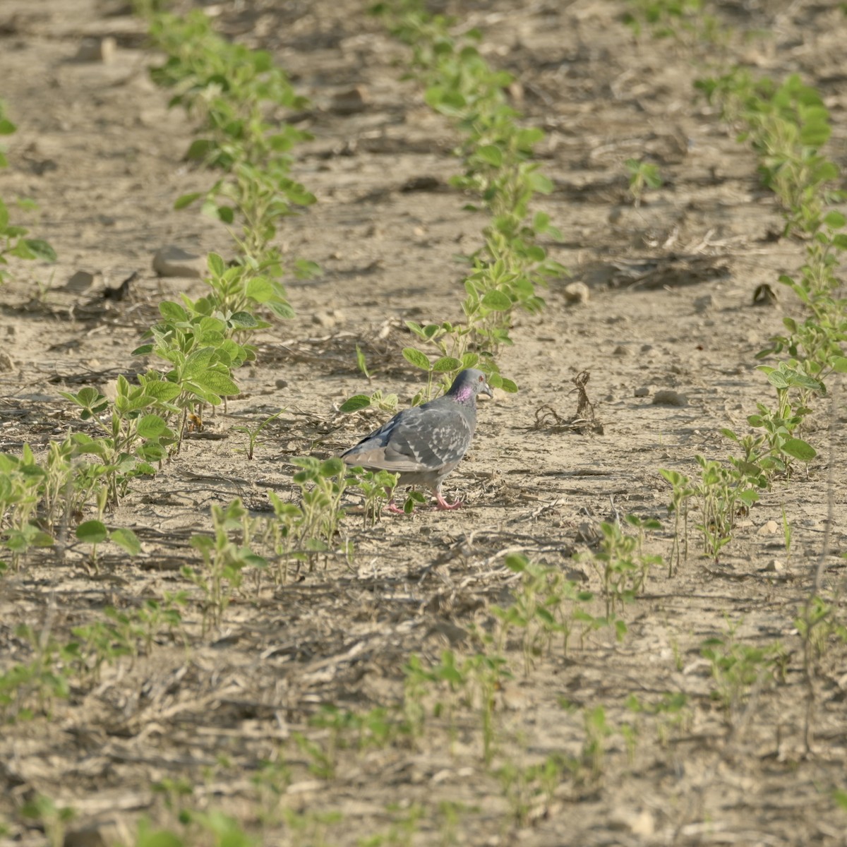 Rock Pigeon (Feral Pigeon) - ML620399736