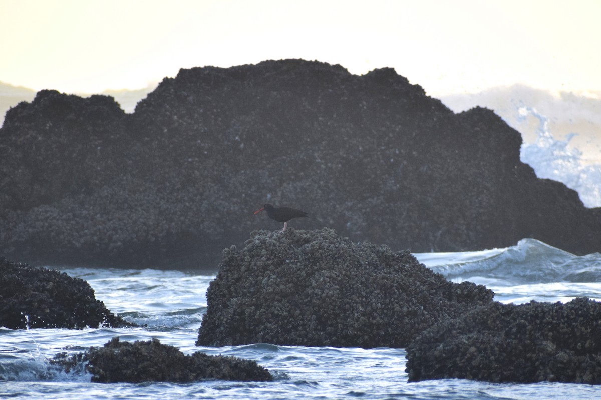 Black Oystercatcher - ML620399738