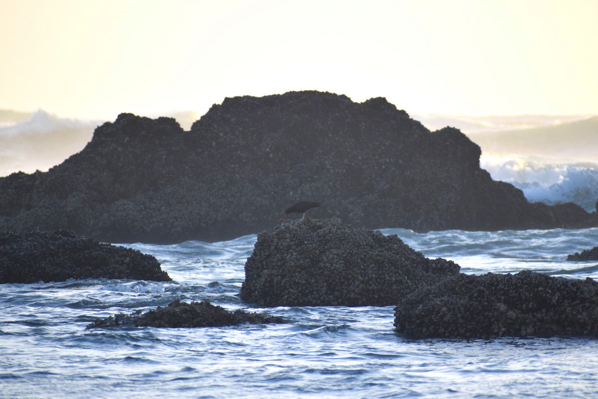 Black Oystercatcher - ML620399740