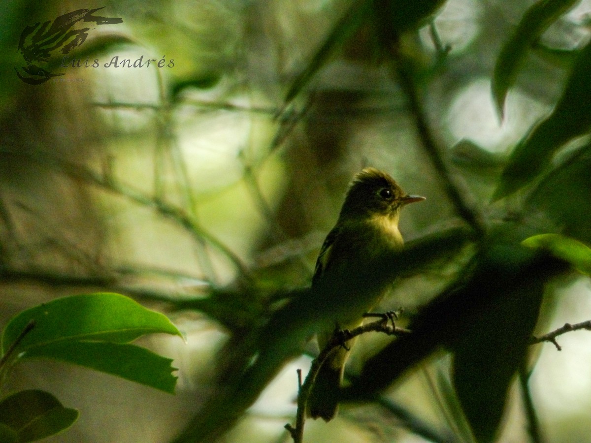 Yellow-bellied Flycatcher - ML620399747