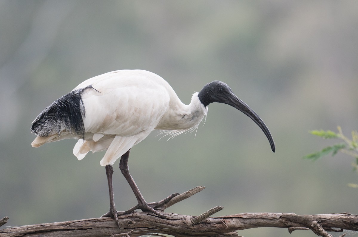 ibis australský - ML620399771