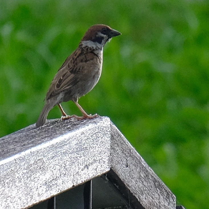 Eurasian Tree Sparrow - ML620399773