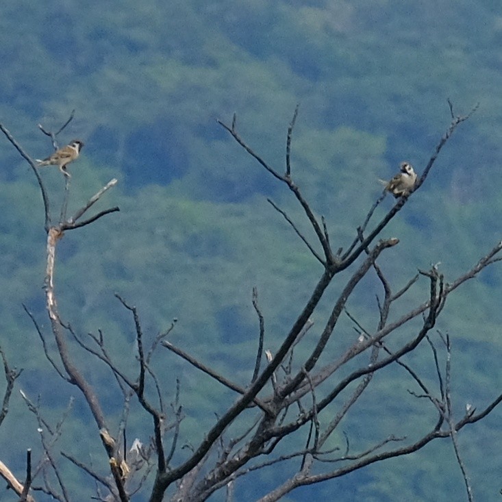 Eurasian Tree Sparrow - ML620399774