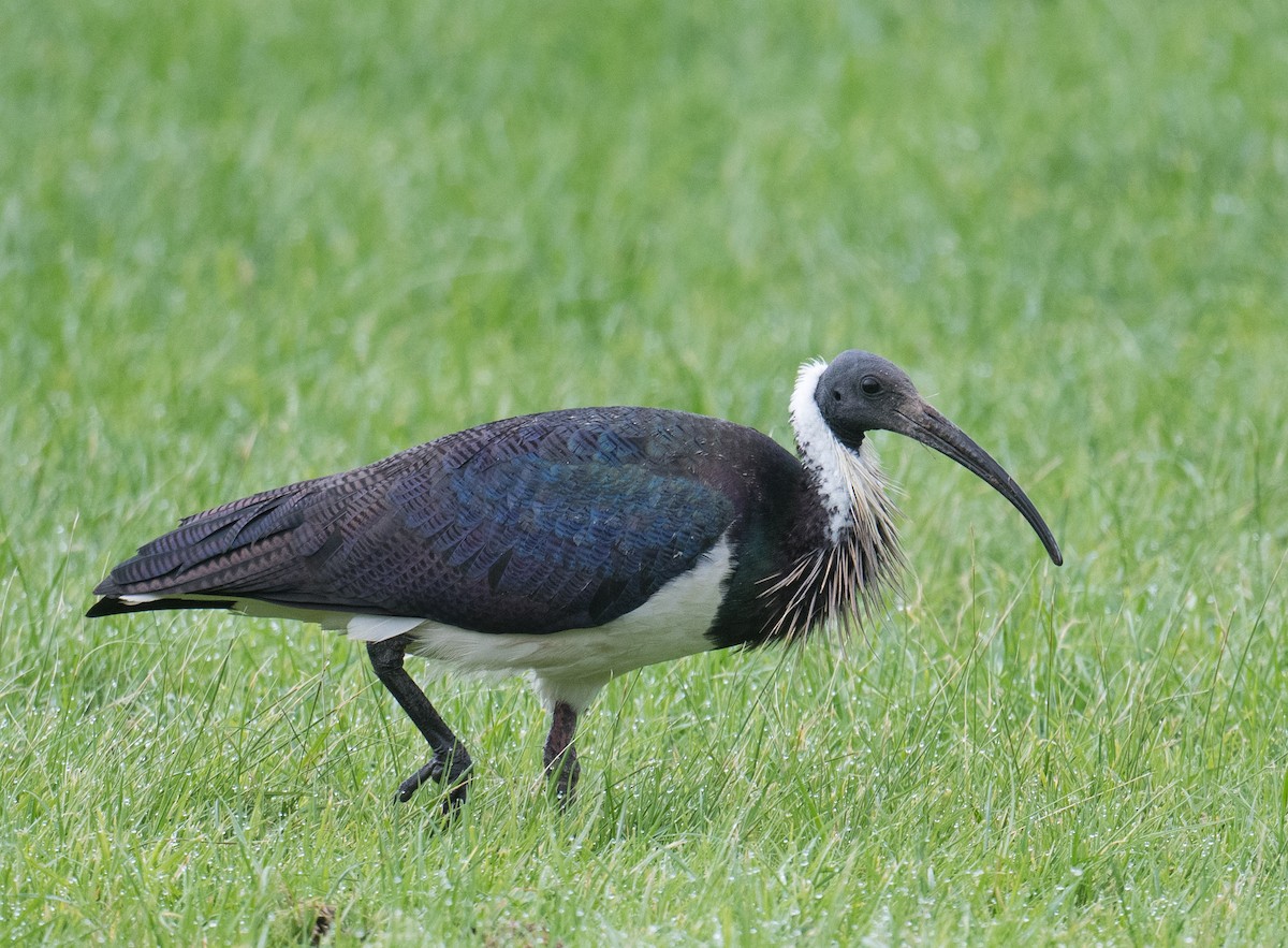 ibis slámokrký - ML620399780