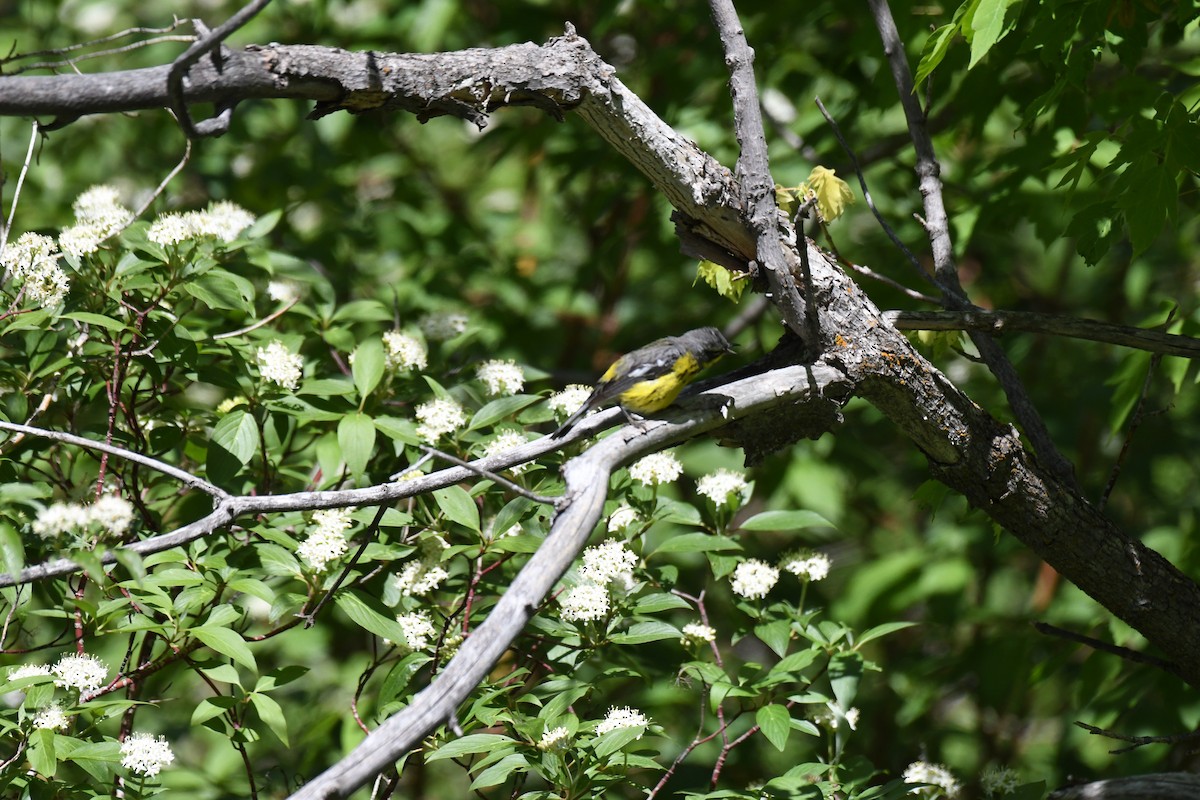 Magnolia Warbler - ML620399802