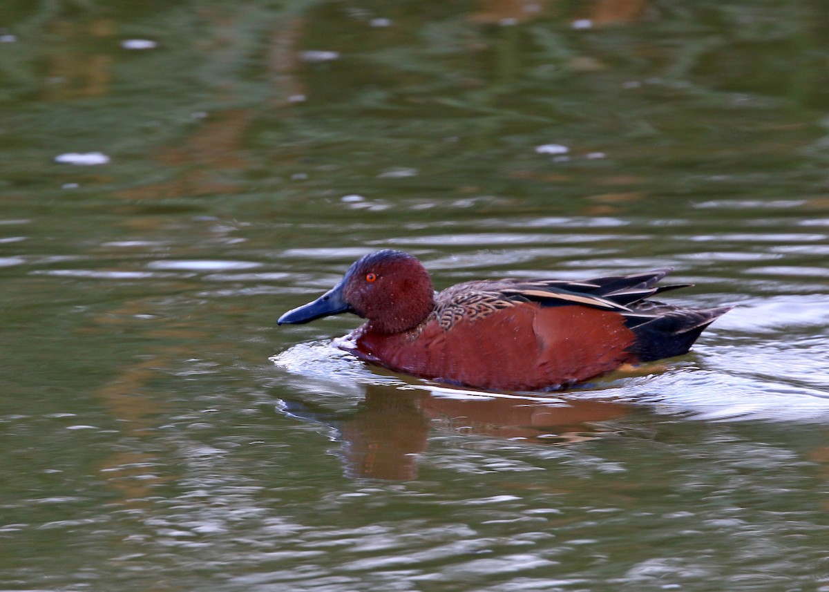 Cinnamon Teal - ML620399812