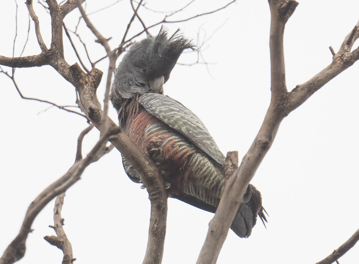 Gang-gang Cockatoo - ML620399813