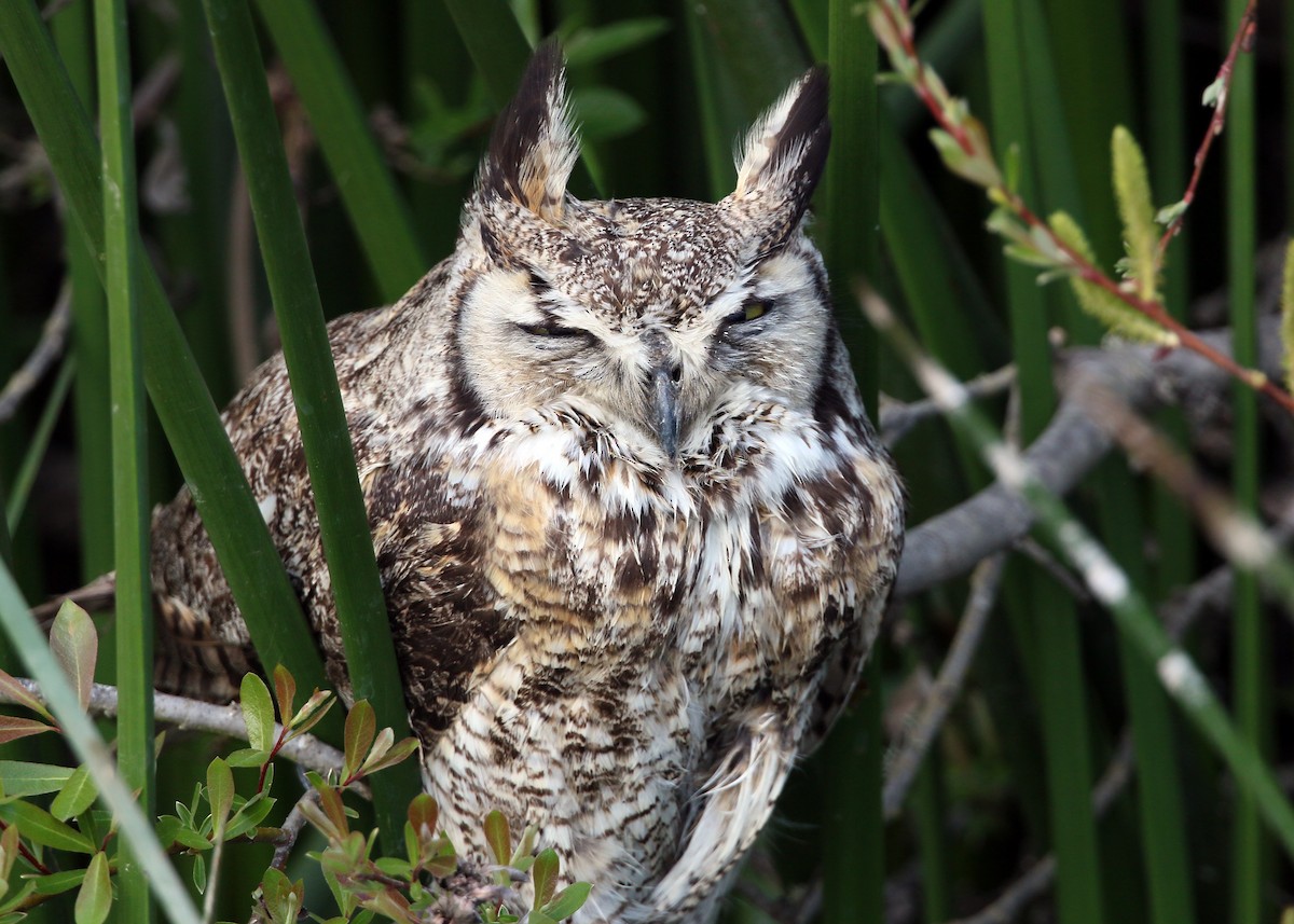Great Horned Owl - ML620399818