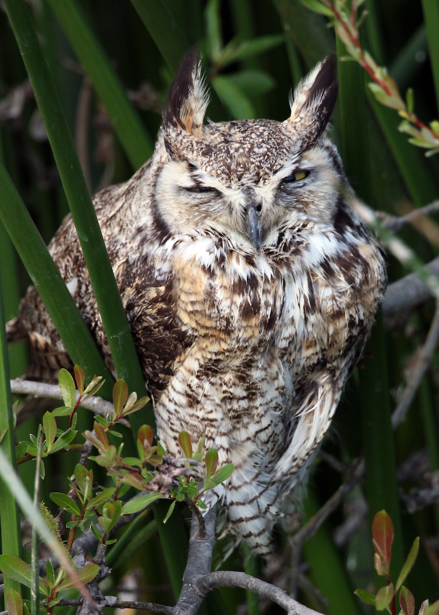 Great Horned Owl - ML620399827