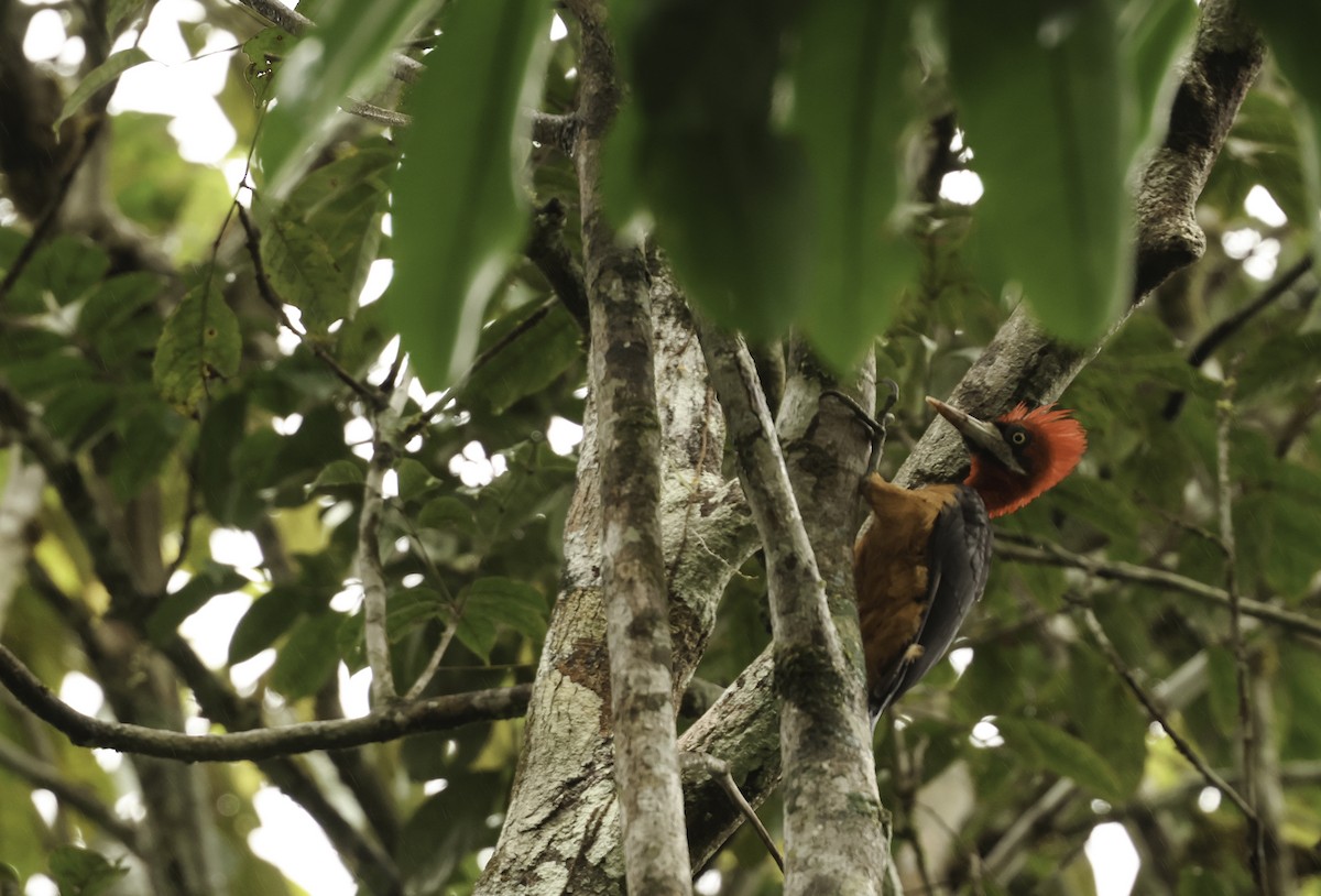 Red-necked Woodpecker - ML620399828