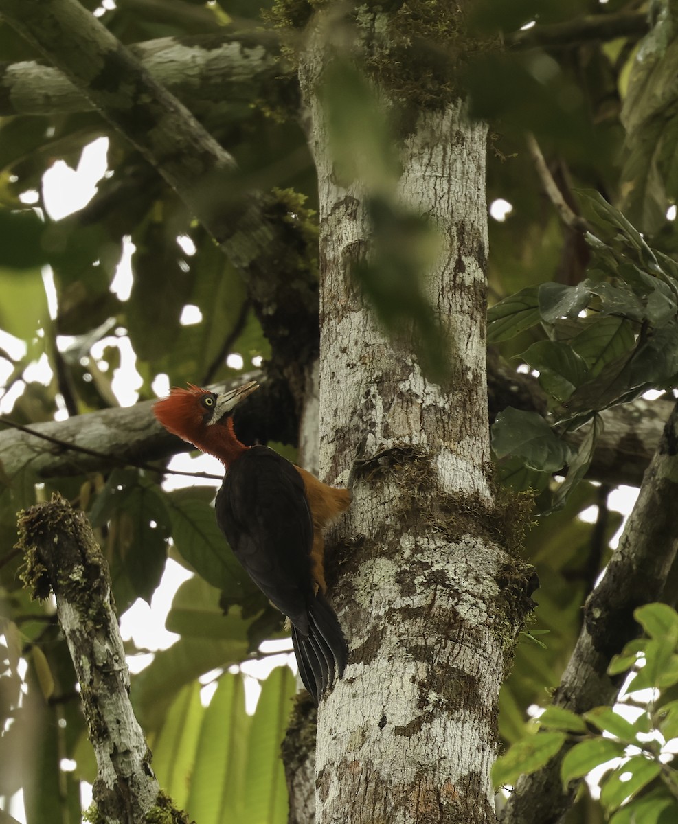 Red-necked Woodpecker - ML620399829