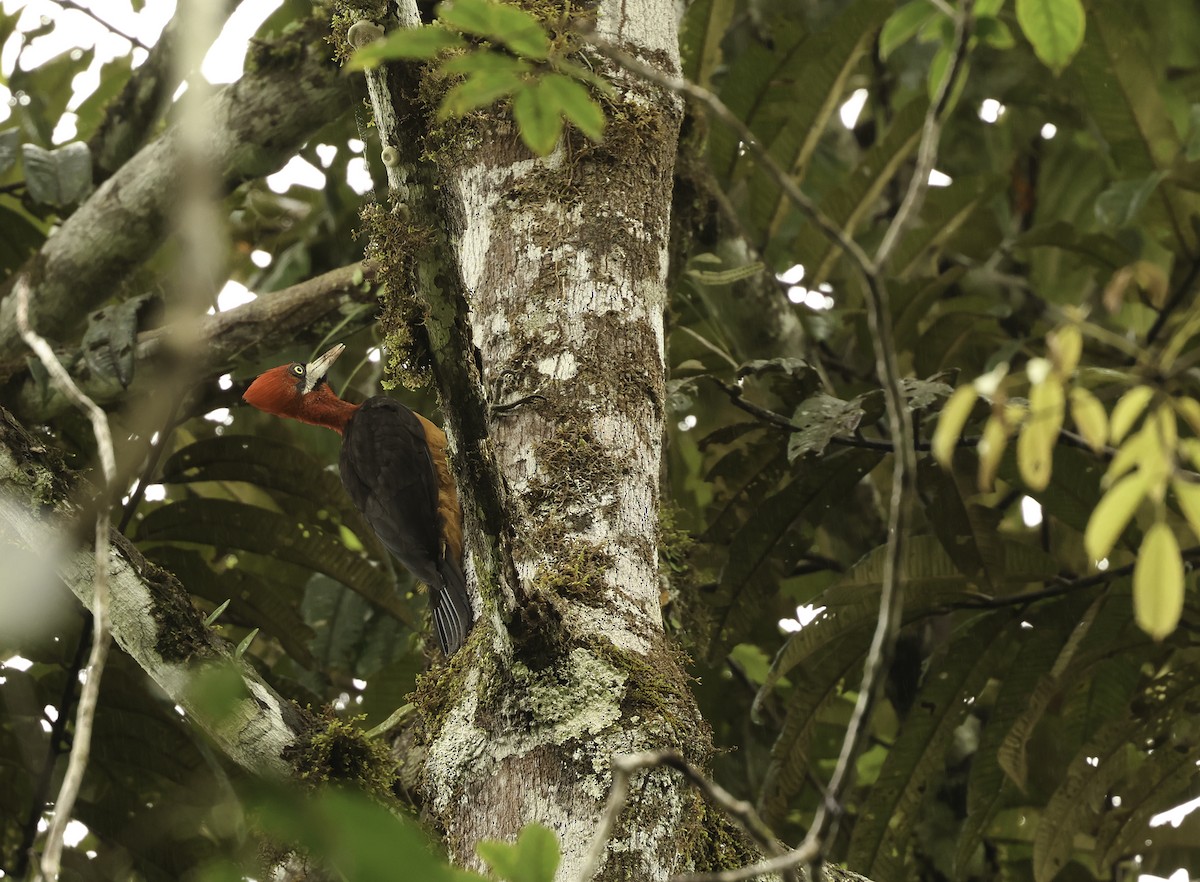 Red-necked Woodpecker - ML620399830