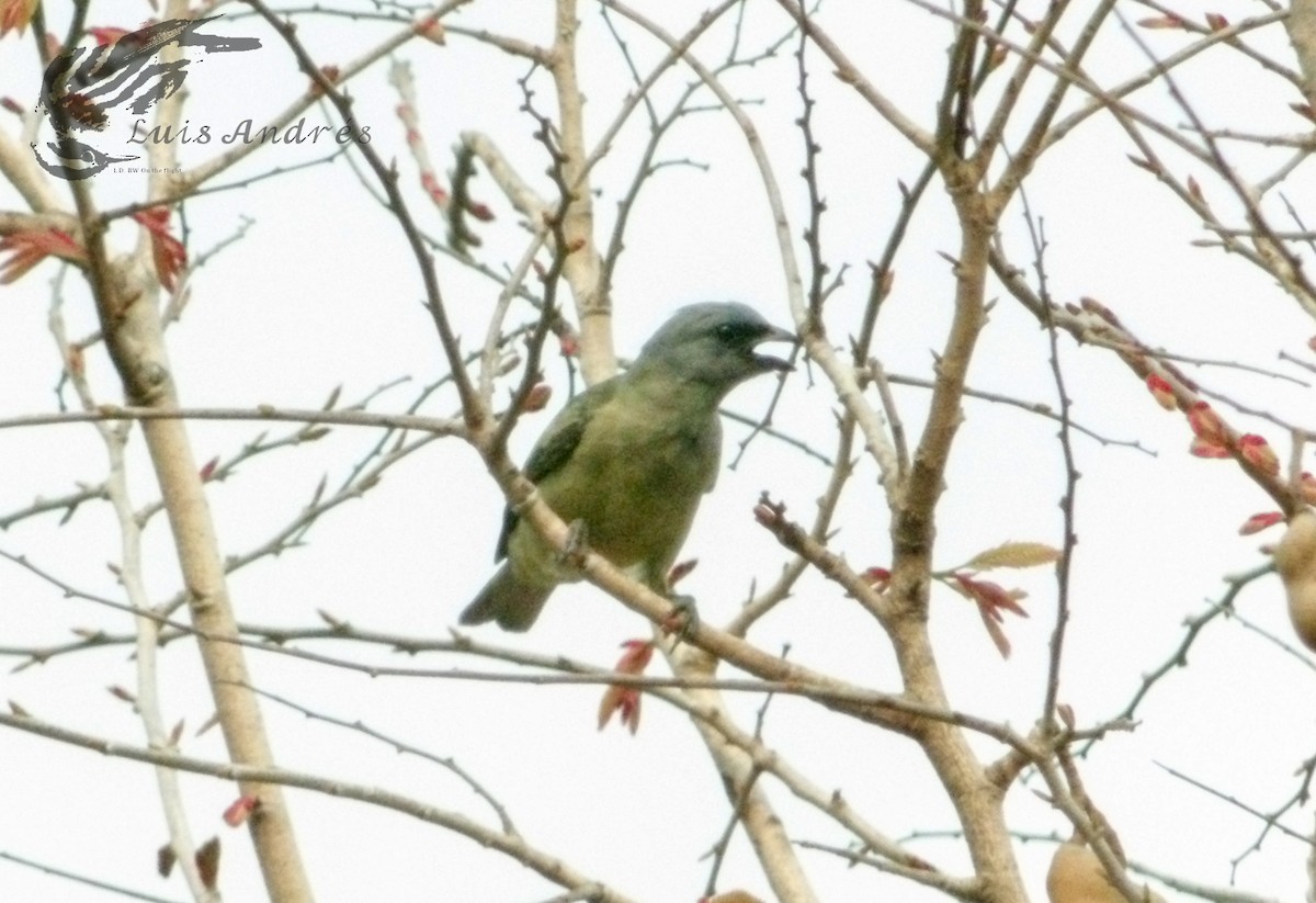 Yellow-winged Tanager - ML620399833